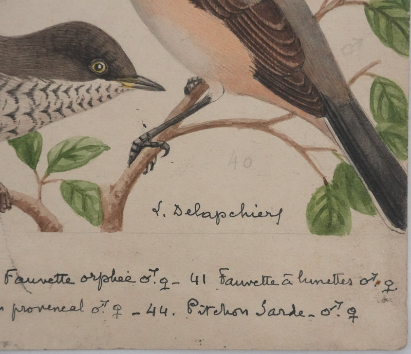 Louis DELAPCHIER : Fauvette à lunettes, Pitchou sarde et provençal, Aquarelle originale signée