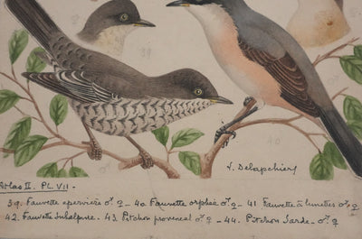 Louis DELAPCHIER : Fauvette à lunettes, Pitchou sarde et provençal, Aquarelle originale signée