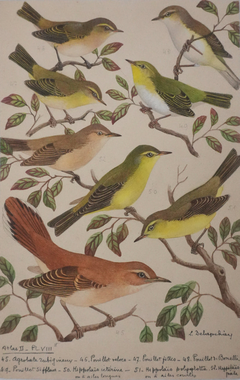 Louis DELAPCHIER : Pouillot, Hippolaïs et Agrobate, Aquarelle originale signée