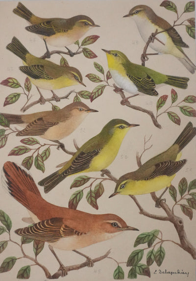 Louis DELAPCHIER : Pouillot, Hippolaïs et Agrobate, Aquarelle originale signée