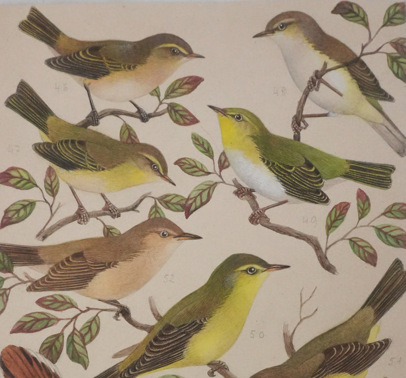 Louis DELAPCHIER : Pouillot, Hippolaïs et Agrobate, Aquarelle originale signée