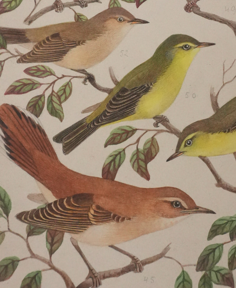 Louis DELAPCHIER : Pouillot, Hippolaïs et Agrobate, Aquarelle originale signée