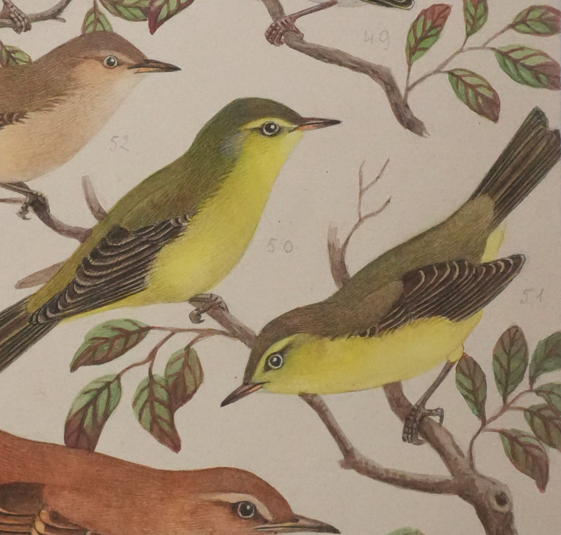 Louis DELAPCHIER : Pouillot, Hippolaïs et Agrobate, Aquarelle originale signée