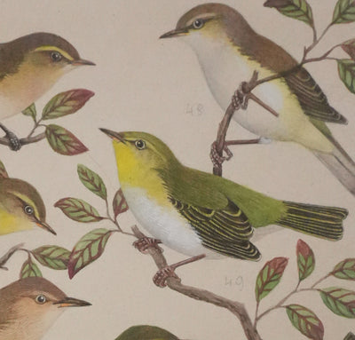 Louis DELAPCHIER : Pouillot, Hippolaïs et Agrobate, Aquarelle originale signée