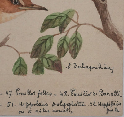 Louis DELAPCHIER : Pouillot, Hippolaïs et Agrobate, Aquarelle originale signée