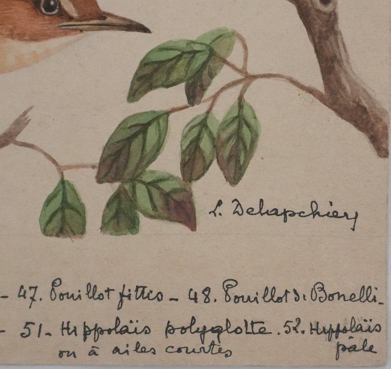 Louis DELAPCHIER : Pouillot, Hippolaïs et Agrobate, Aquarelle originale signée