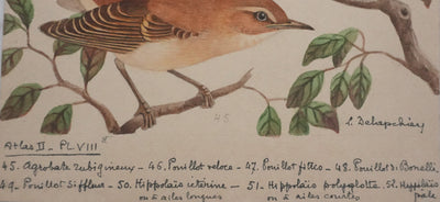 Louis DELAPCHIER : Pouillot, Hippolaïs et Agrobate, Aquarelle originale signée