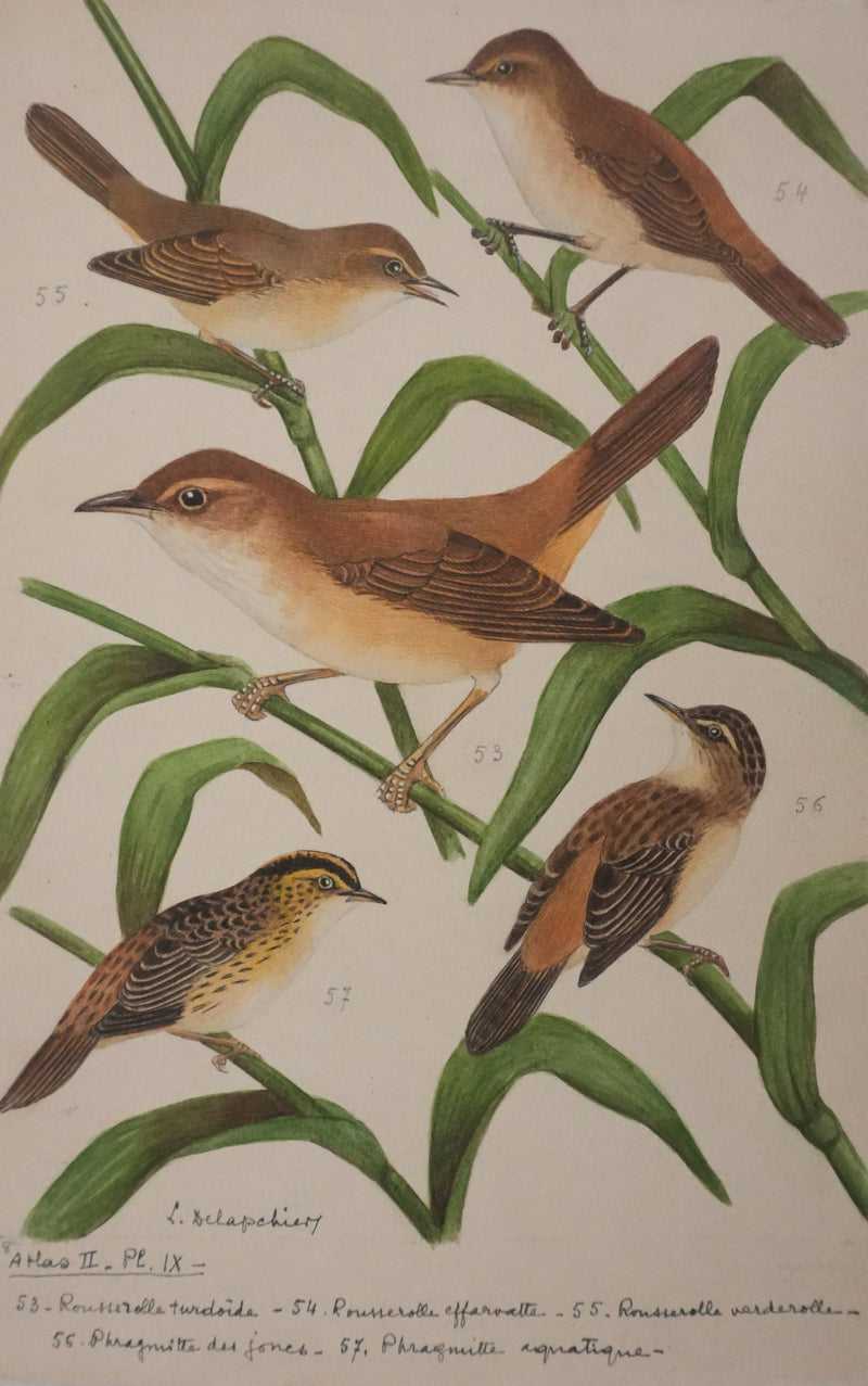Louis DELAPCHIER : Rousserolles et Phragmites, Aquarelle originale signée