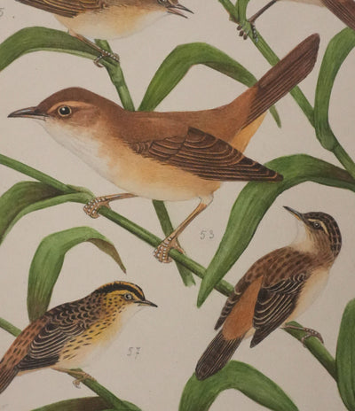 Louis DELAPCHIER : Rousserolles et Phragmites, Aquarelle originale signée