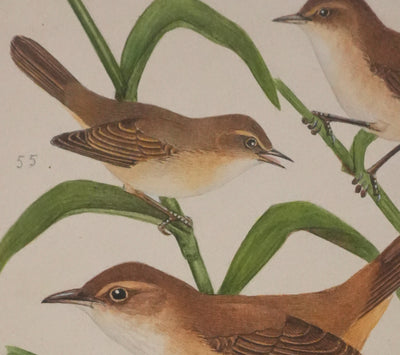 Louis DELAPCHIER : Rousserolles et Phragmites, Aquarelle originale signée