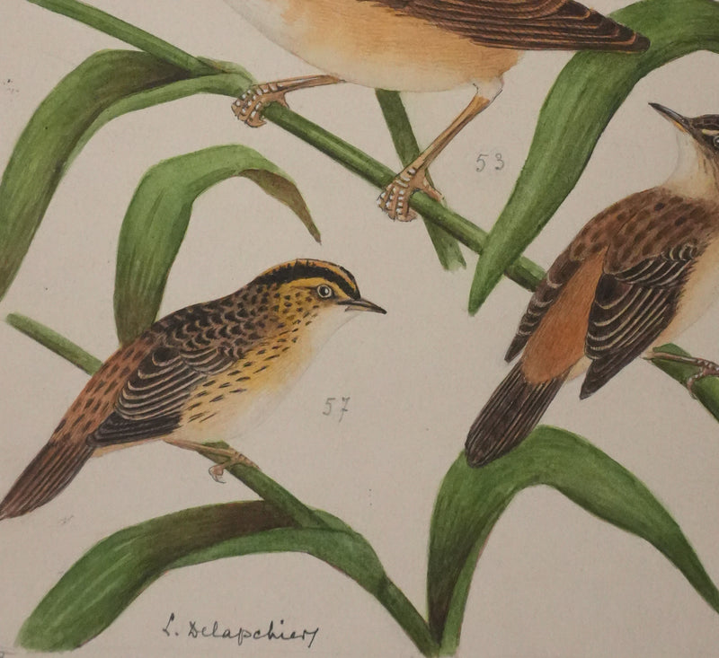 Louis DELAPCHIER : Rousserolles et Phragmites, Aquarelle originale signée