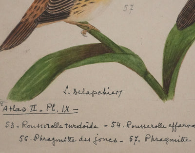 Louis DELAPCHIER : Rousserolles et Phragmites, Aquarelle originale signée