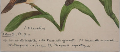 Louis DELAPCHIER : Rousserolles et Phragmites, Aquarelle originale signée
