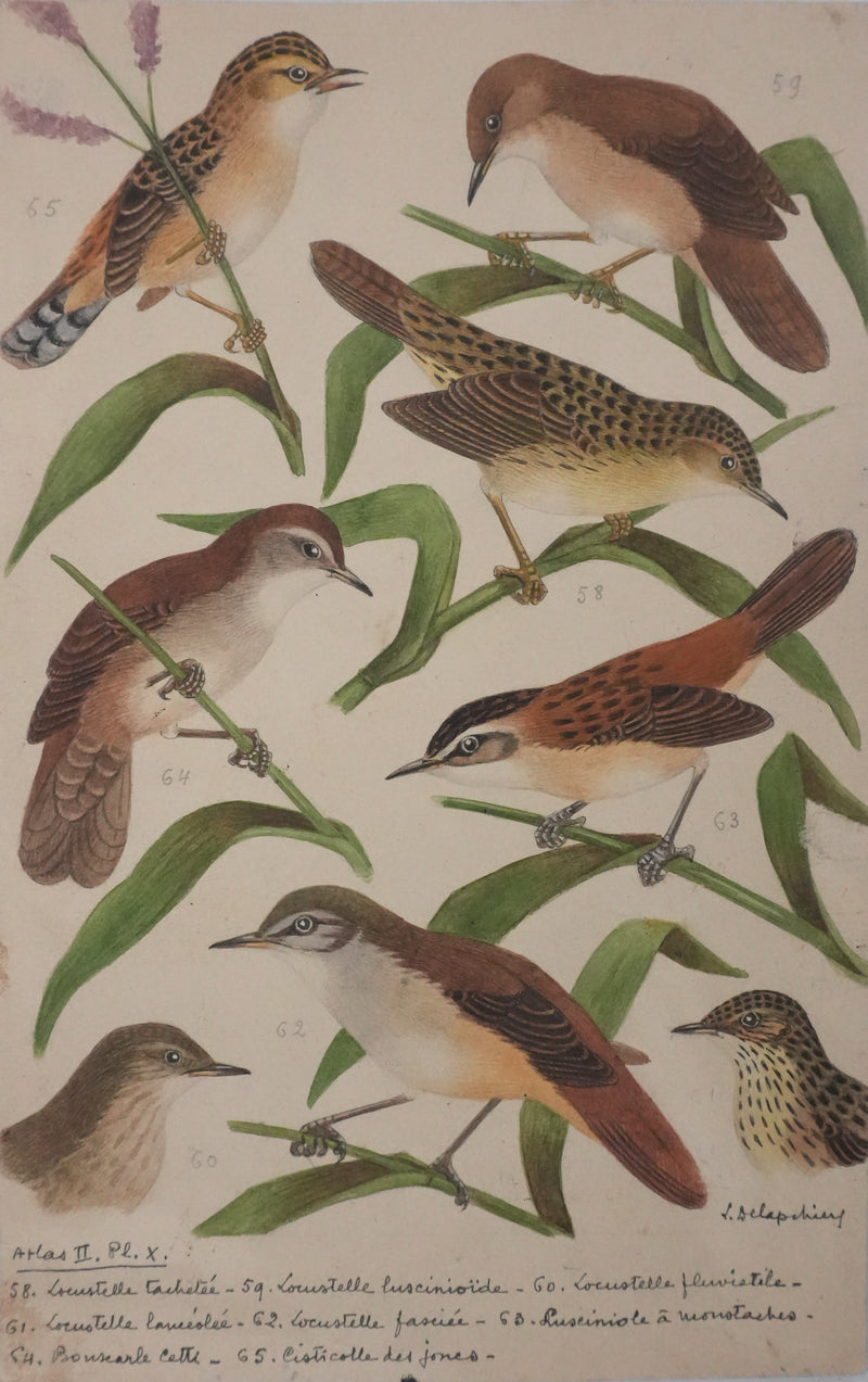 Louis DELAPCHIER : Locustelle, Bouscarle et Cisticole, Aquarelle originale signée