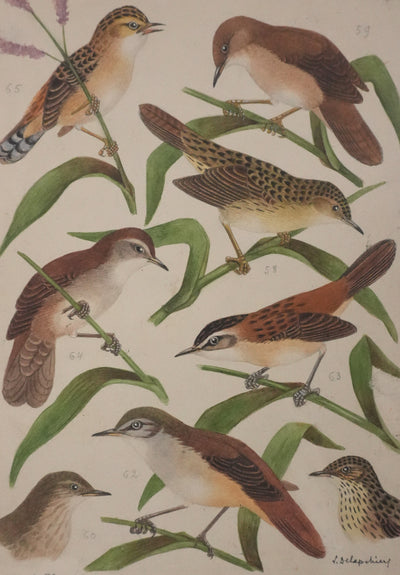 Louis DELAPCHIER : Locustelle, Bouscarle et Cisticole, Aquarelle originale signée