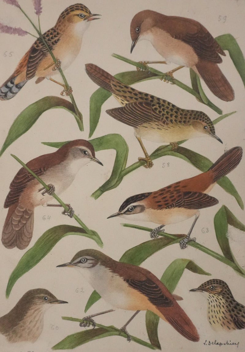 Louis DELAPCHIER : Locustelle, Bouscarle et Cisticole, Aquarelle originale signée