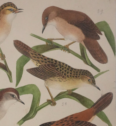 Louis DELAPCHIER : Locustelle, Bouscarle et Cisticole, Aquarelle originale signée