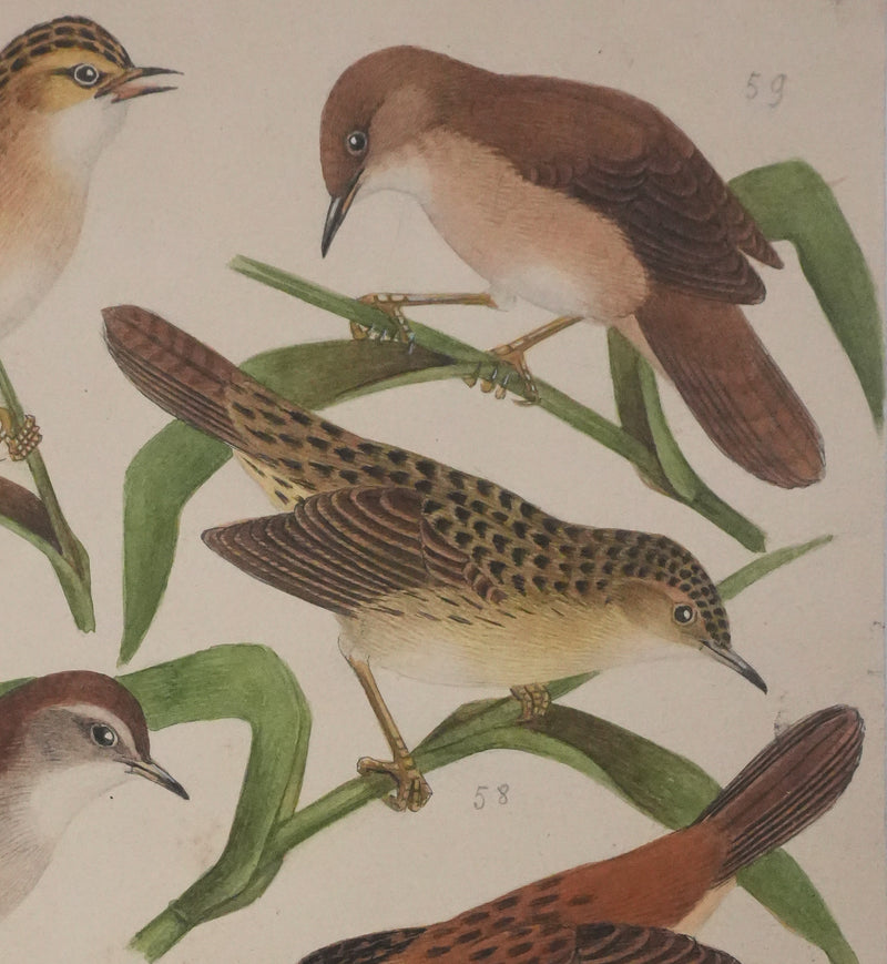 Louis DELAPCHIER : Locustelle, Bouscarle et Cisticole, Aquarelle originale signée