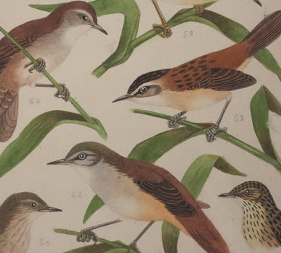 Louis DELAPCHIER : Locustelle, Bouscarle et Cisticole, Aquarelle originale signée