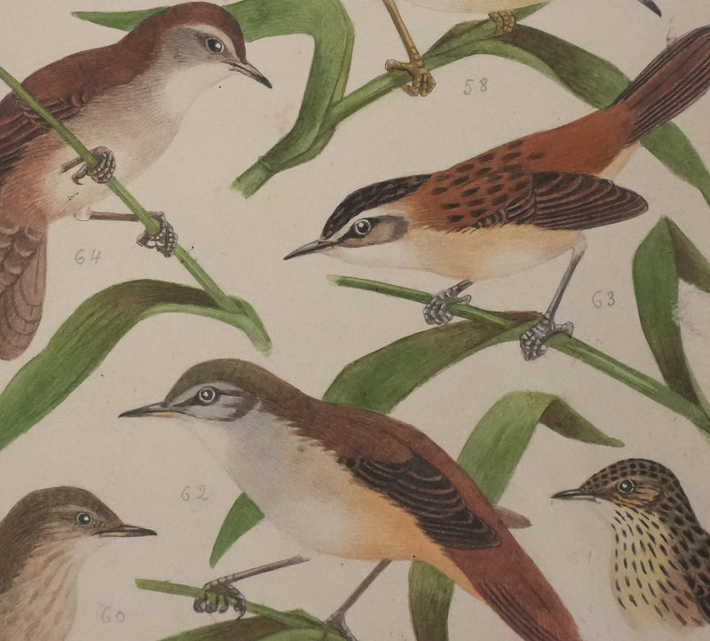 Louis DELAPCHIER : Locustelle, Bouscarle et Cisticole, Aquarelle originale signée