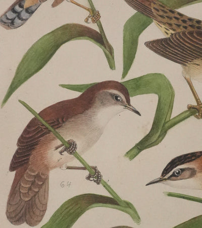 Louis DELAPCHIER : Locustelle, Bouscarle et Cisticole, Aquarelle originale signée