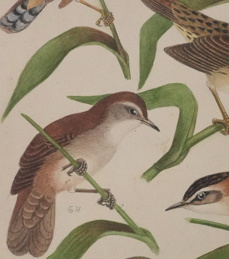 Louis DELAPCHIER : Locustelle, Bouscarle et Cisticole, Aquarelle originale signée