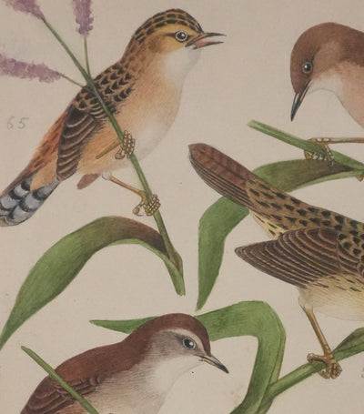 Louis DELAPCHIER : Locustelle, Bouscarle et Cisticole, Aquarelle originale signée