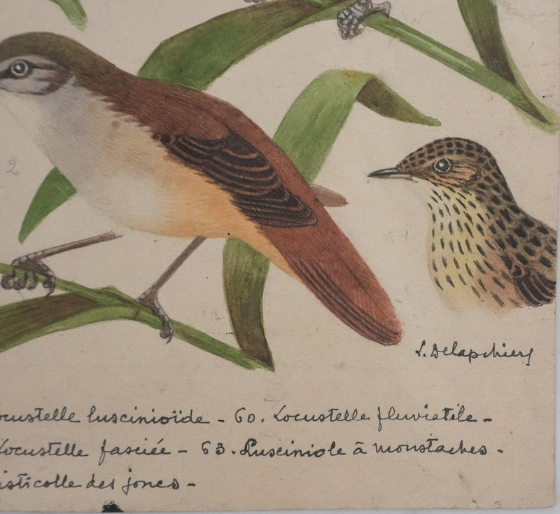 Louis DELAPCHIER : Locustelle, Bouscarle et Cisticole, Aquarelle originale signée