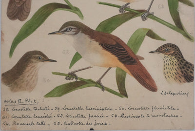 Louis DELAPCHIER : Locustelle, Bouscarle et Cisticole, Aquarelle originale signée