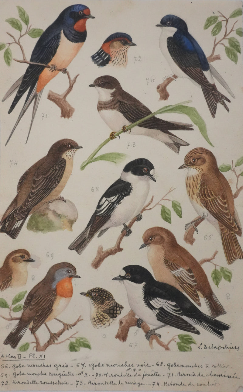 Louis DELAPCHIER : Hirondelles et Gobe-mouche, Aquarelle originale signée