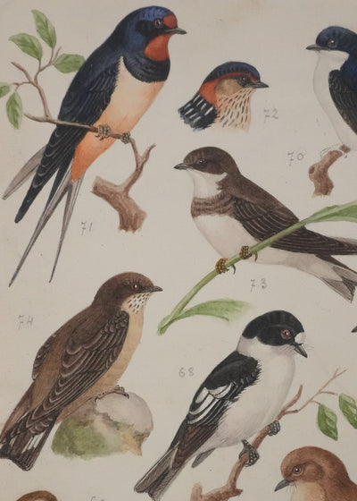 Louis DELAPCHIER : Hirondelles et Gobe-mouche, Aquarelle originale signée