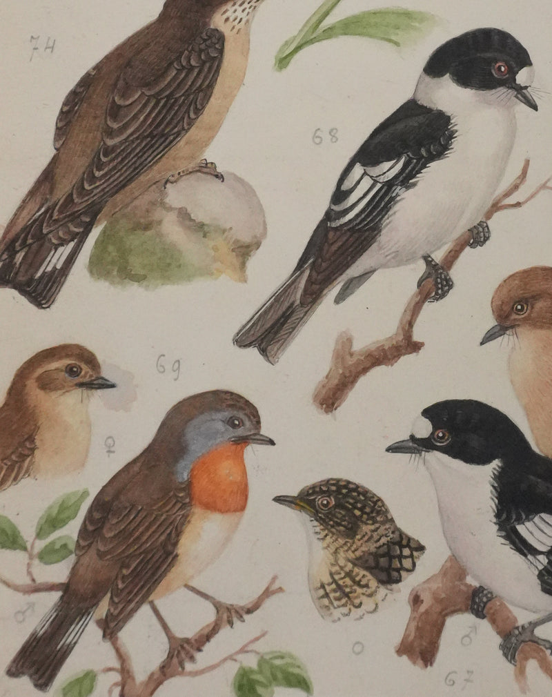 Louis DELAPCHIER : Hirondelles et Gobe-mouche, Aquarelle originale signée