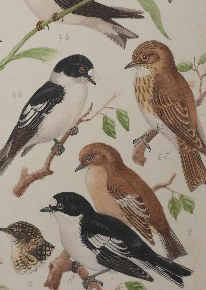 Louis DELAPCHIER : Hirondelles et Gobe-mouche, Aquarelle originale signée