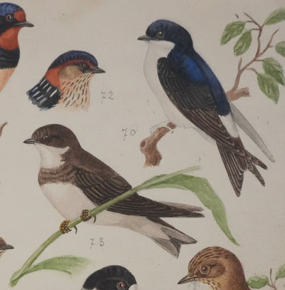 Louis DELAPCHIER : Hirondelles et Gobe-mouche, Aquarelle originale signée