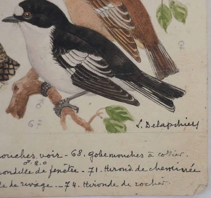 Louis DELAPCHIER : Hirondelles et Gobe-mouche, Aquarelle originale signée