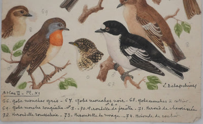 Louis DELAPCHIER : Hirondelles et Gobe-mouche, Aquarelle originale signée