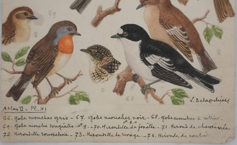 Louis DELAPCHIER : Hirondelles et Gobe-mouche, Aquarelle originale signée
