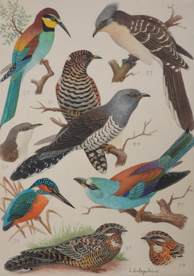 Louis DELAPCHIER : Guêpier, Rollier et Martin-pêcheur, Aquarelle originale signée