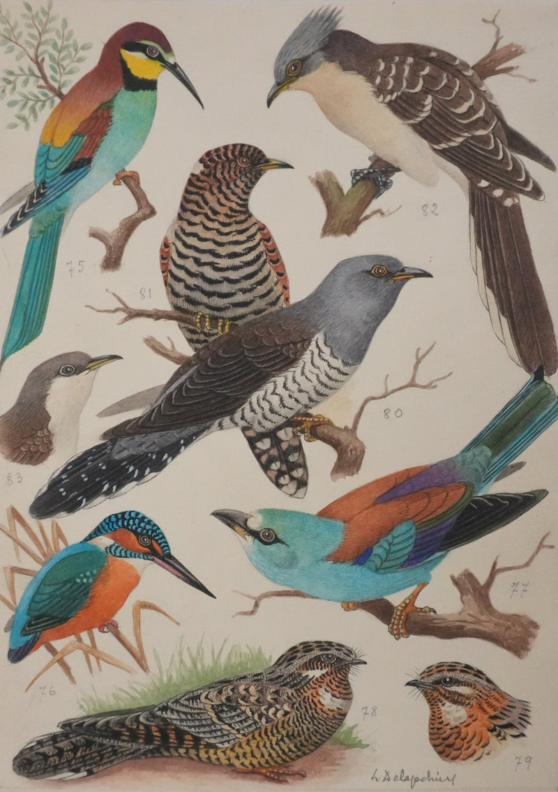 Louis DELAPCHIER : Guêpier, Rollier et Martin-pêcheur, Aquarelle originale signée