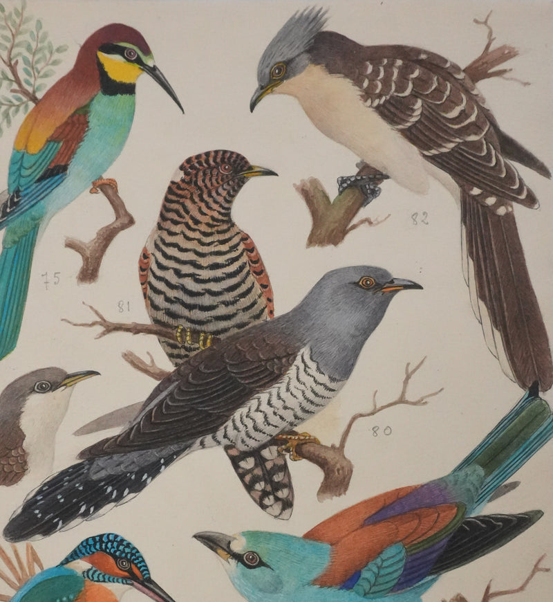 Louis DELAPCHIER : Guêpier, Rollier et Martin-pêcheur, Aquarelle originale signée