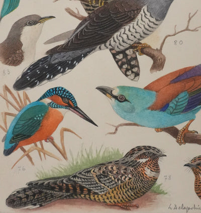 Louis DELAPCHIER : Guêpier, Rollier et Martin-pêcheur, Aquarelle originale signée