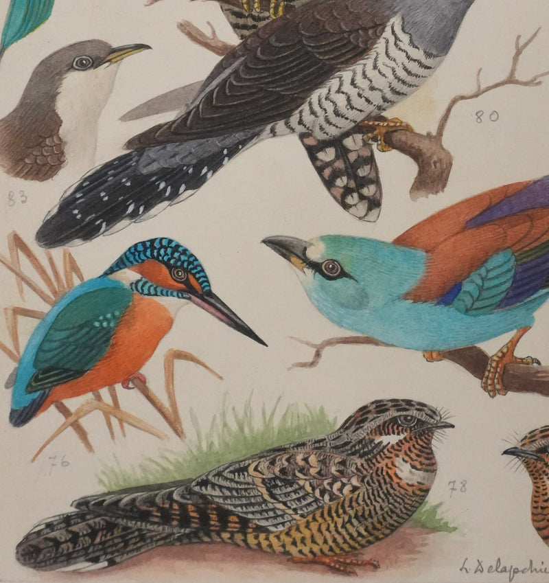Louis DELAPCHIER : Guêpier, Rollier et Martin-pêcheur, Aquarelle originale signée