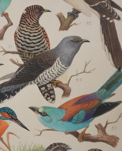 Louis DELAPCHIER : Guêpier, Rollier et Martin-pêcheur, Aquarelle originale signée