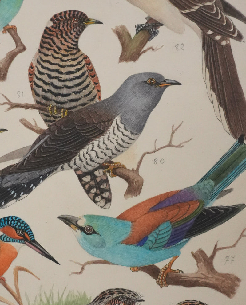 Louis DELAPCHIER : Guêpier, Rollier et Martin-pêcheur, Aquarelle originale signée