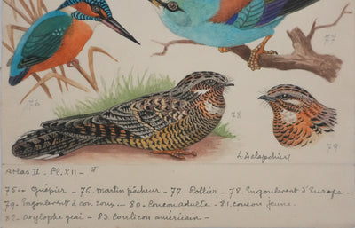 Louis DELAPCHIER : Guêpier, Rollier et Martin-pêcheur, Aquarelle originale signée