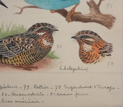 Louis DELAPCHIER : Guêpier, Rollier et Martin-pêcheur, Aquarelle originale signée