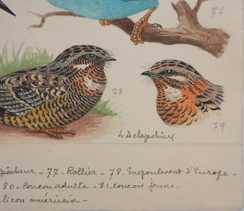 Louis DELAPCHIER : Guêpier, Rollier et Martin-pêcheur, Aquarelle originale signée