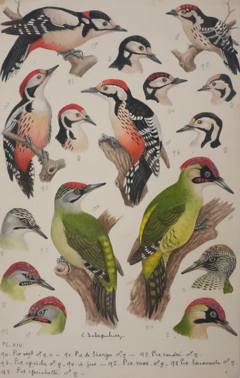 Louis DELAPCHIER : Pic vert, de Sharpe et épeichette, Aquarelle originale signée