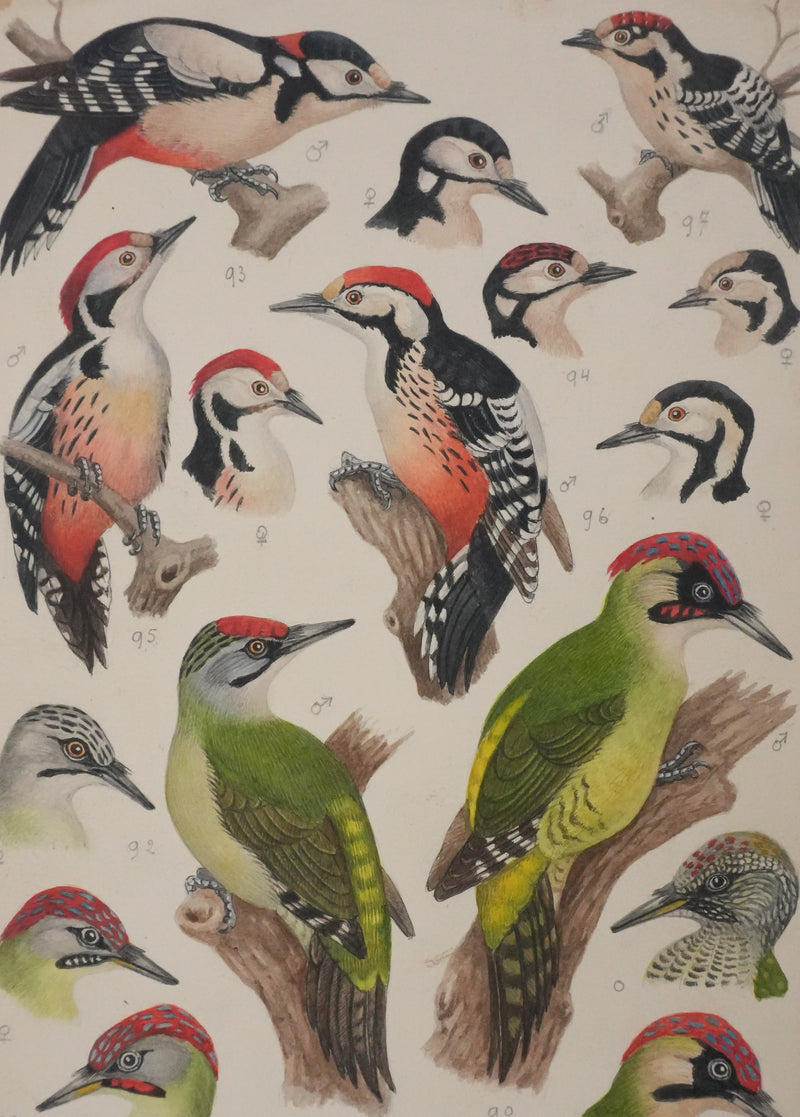 Louis DELAPCHIER : Pic vert, de Sharpe et épeichette, Aquarelle originale signée