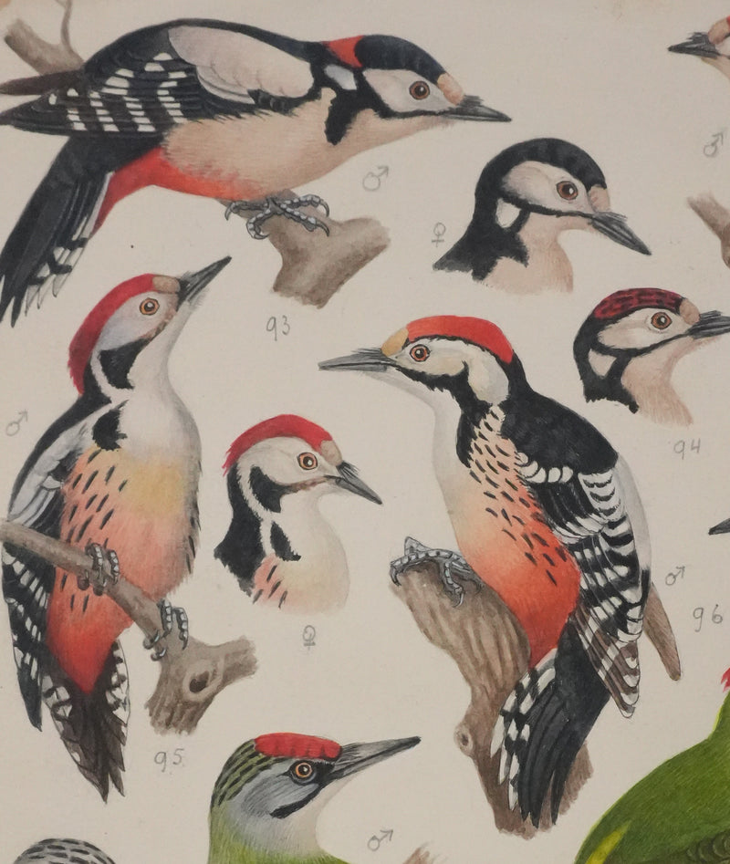 Louis DELAPCHIER : Pic vert, de Sharpe et épeichette, Aquarelle originale signée